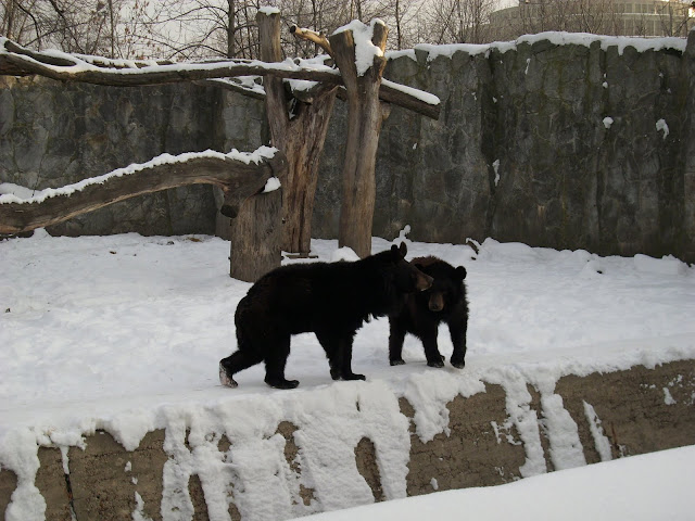 Niedźwiedzie himalajskie z wrocławskiego zoo