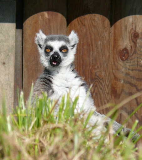 Lemur katta