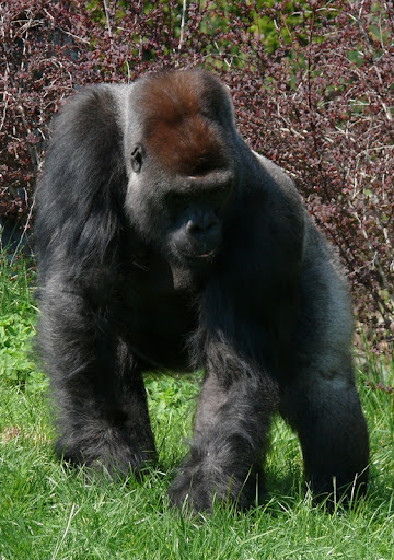 Goryl