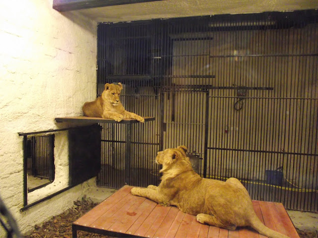 Lwy z zamojskiego zoo (fot. Zoo Zamość) Lwy z zamojskiego zoo (fot. Zoo Zamość)
