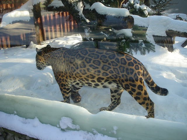 Jaguar