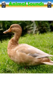 How to download Animal Sounds patch 2.0 apk for android