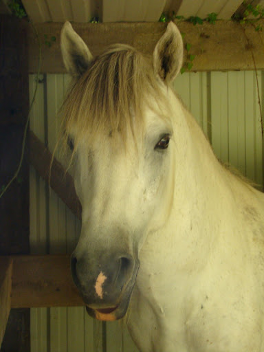 Vos plus belles grimaces de cheval et photos gag .... - Page 5 DSC08690