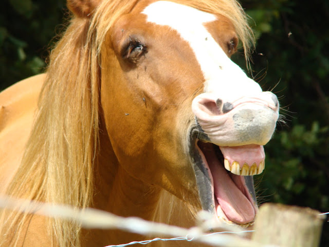 Vos plus belles grimaces de cheval et photos gag .... - Page 5 DSC08406