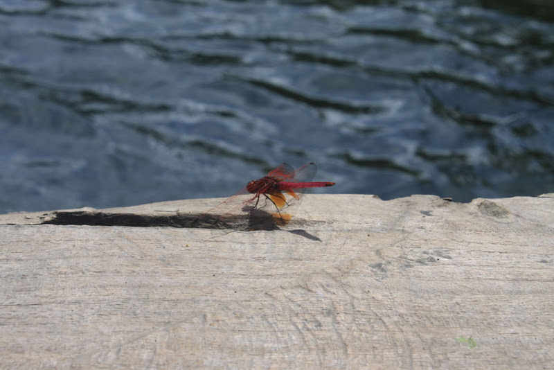 Dragonfly_Ranau Lake_Lumbok Village_Lampung_Sumatra_Indonesia