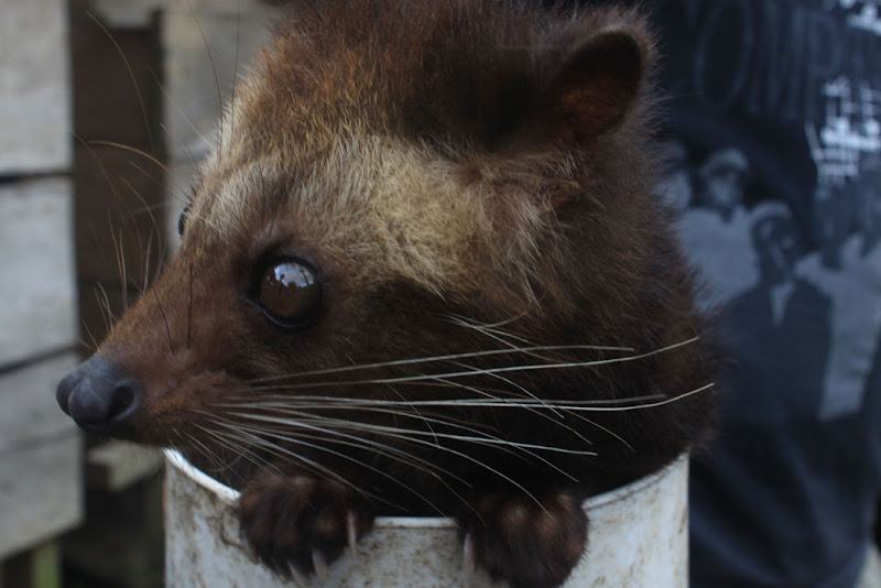 Kopi Luwak_Civet_Liwa_Lampung_Sumatra_Indonesia