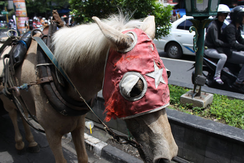 Horse_Jl Marlioboro_New Years Eve_Jogjakarta_Indonesia