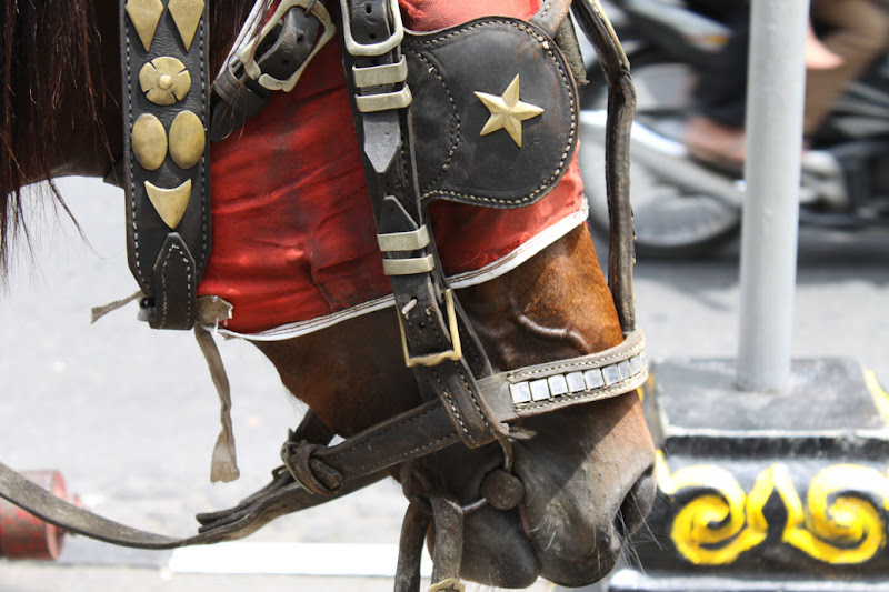Horse_Jl Marlioboro_New Years Eve_Jogjakarta_Indonesia