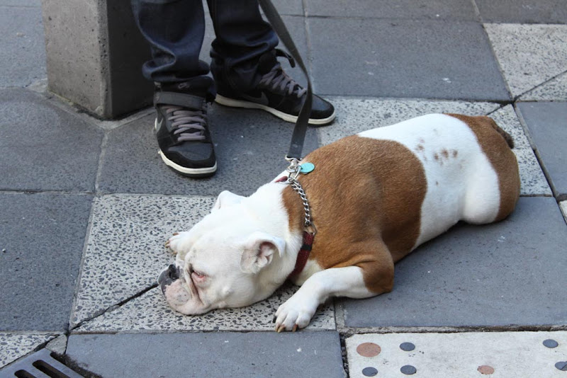 Dog_St Kilda_Acland Street_Melbourne