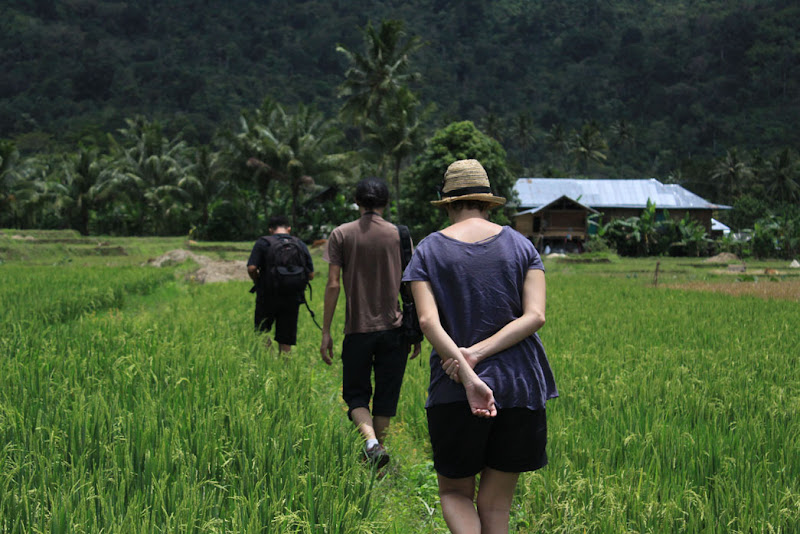 Rice fields