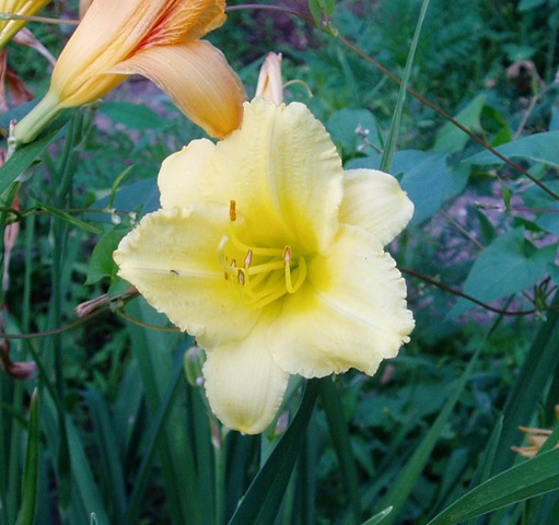 [712 pale yellow lily 1[2].jpg]