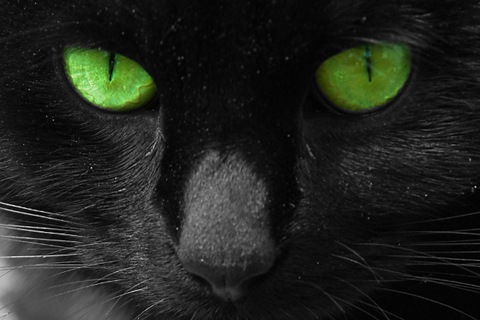 [cat-picture-green-eyes-Big-E-Mr-G-cat[4].jpg]