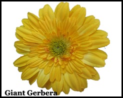 giantgerberadaisy7