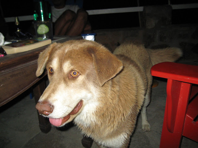 Oso, the dog that adopted us