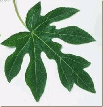 500 Gambar Daun Kartun HD Paling Keren 500 Gambar Daun Kartun HD Paling Keren