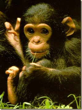 538_chimpanzee