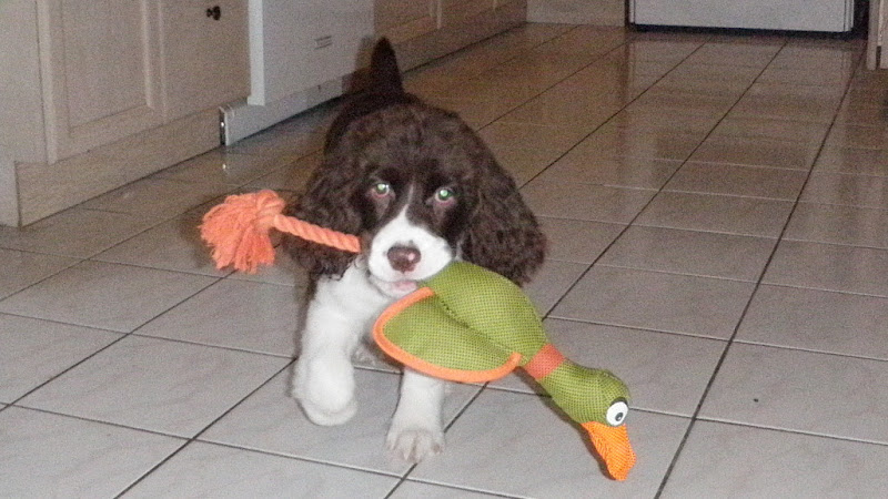 Зимние прогулки по лесу