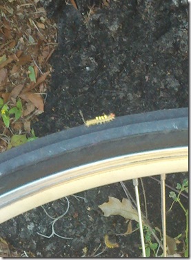 catipillar
