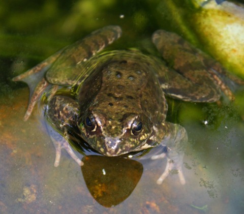[frog[6].jpg]