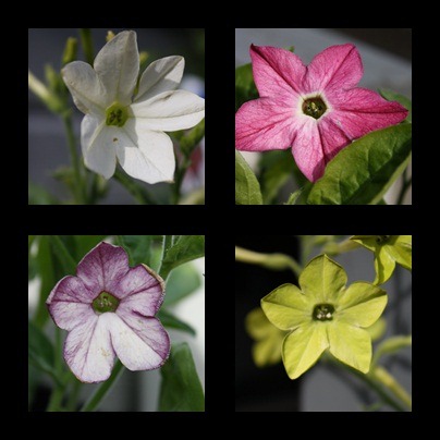 [nicotiana[3].jpg]