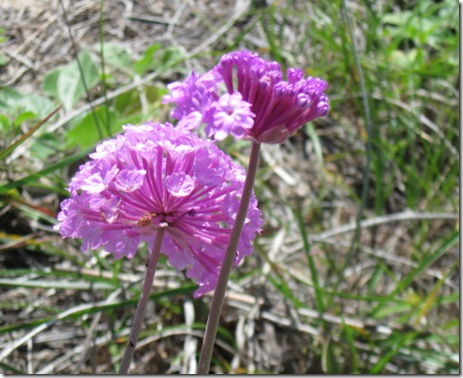 2010 wild flowers valley trip 012