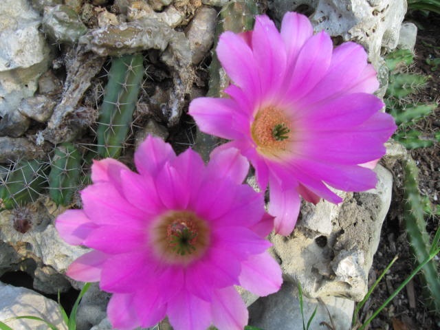 [2010rosespinkandred0103.jpg]
