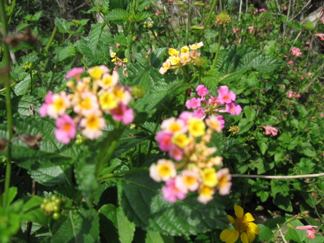 [flowers 11-09 007[4].jpg]