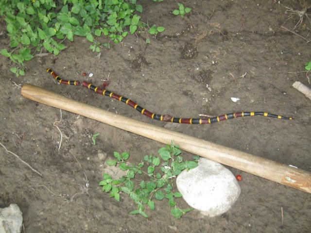 [2010 Virgin of Guadalupe coral snake 006[5].jpg]