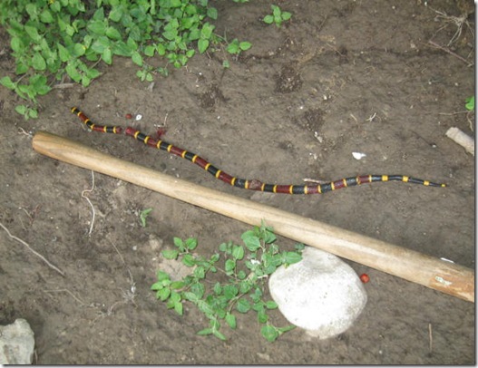 2010 Virgin of Guadalupe coral snake 006
