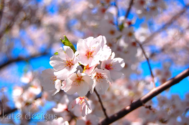 [DC - Cherry Blossom Festival & Smithsonian 016[11].jpg]