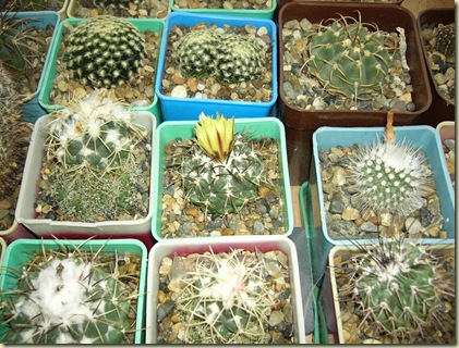 P1010109