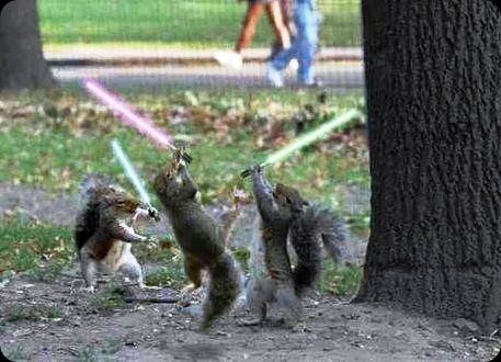 cool star wars photos jedi sith squirrels with light sabers