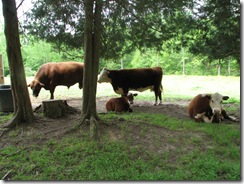 IMG_5897 IMG_5897