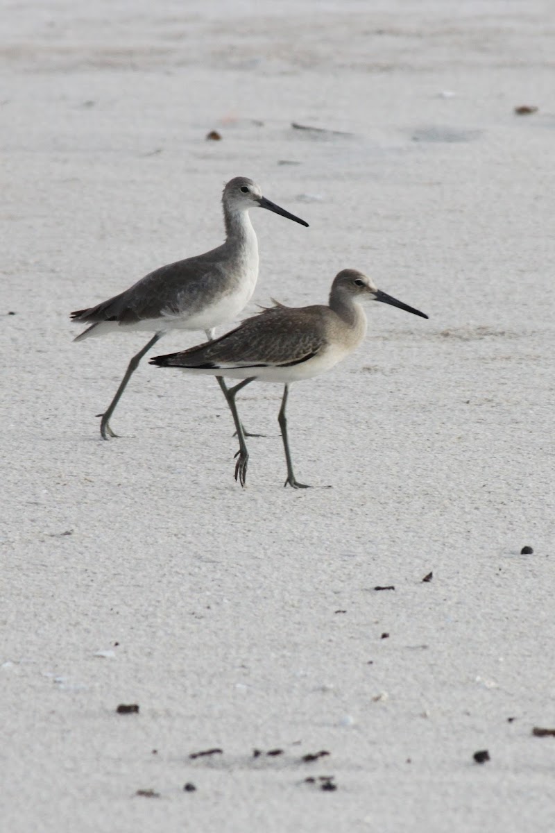 Willet