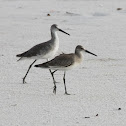 Willet