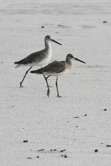 Spotting Image 1