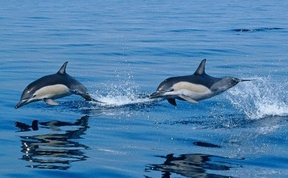 [Atlantic Dolphins[2].jpg]