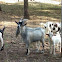 Domestic Goat