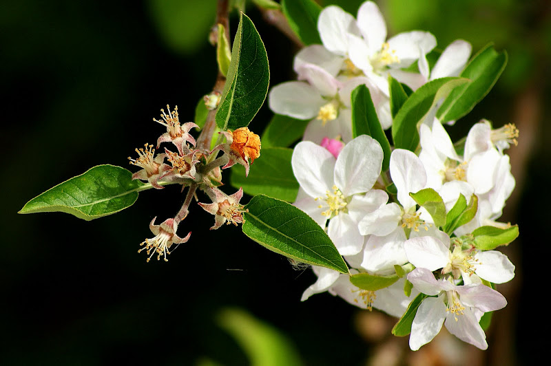 Flor de macieira