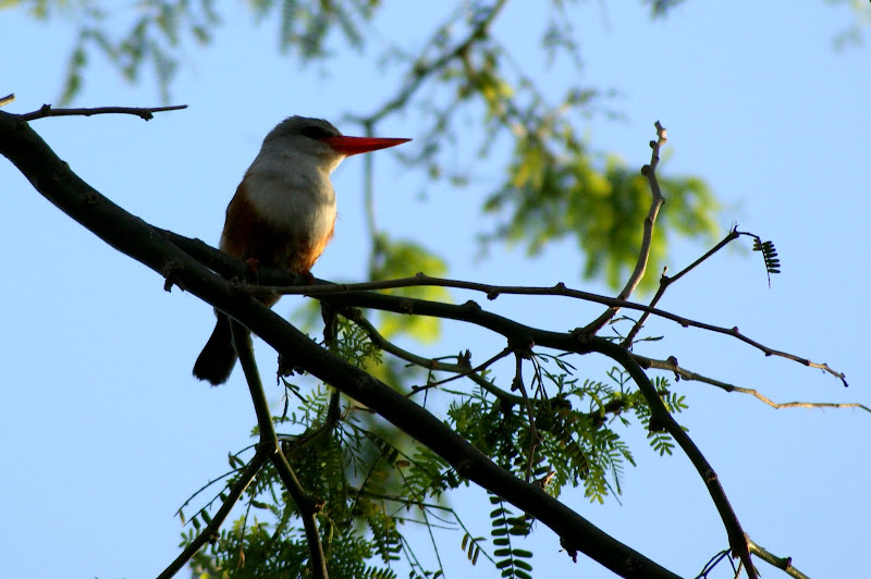 Pássaro em Cabo verde