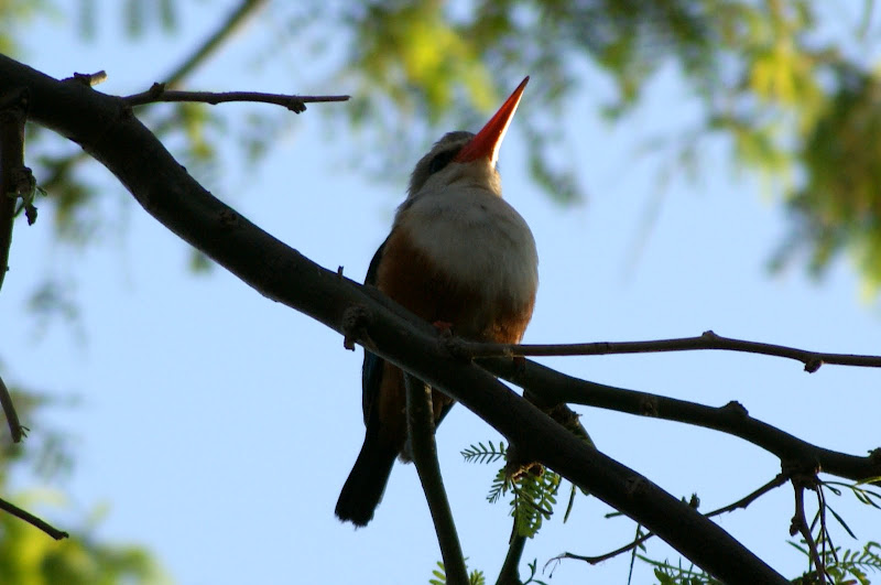 Passarinha de pena azul, Cabo verde