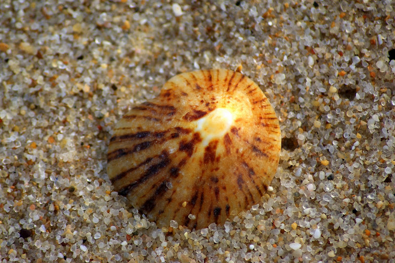Concha nas praias da Arrábida