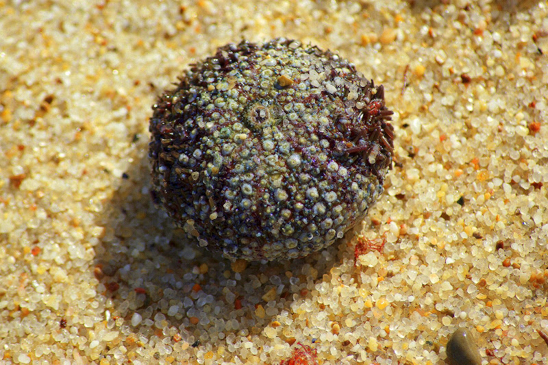 Concha de Ouriço de mar