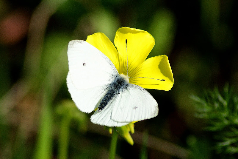 Borboleta na flor de trevo
