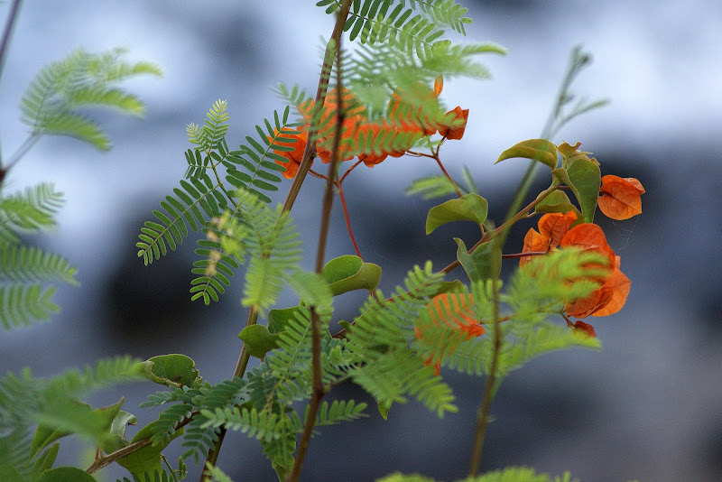 Buganvillias junto ao mar 
