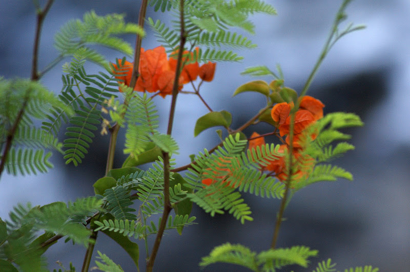 Bungavillia laranja suave