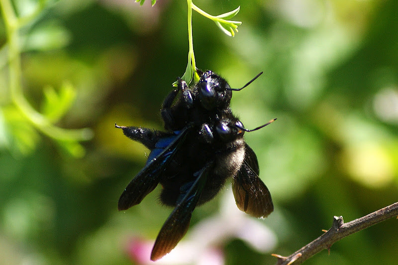 Moscardos, primavera em Setúbal