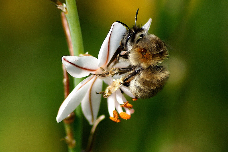 Abelha na flor