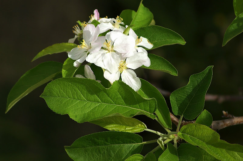 Poema de uma macieira