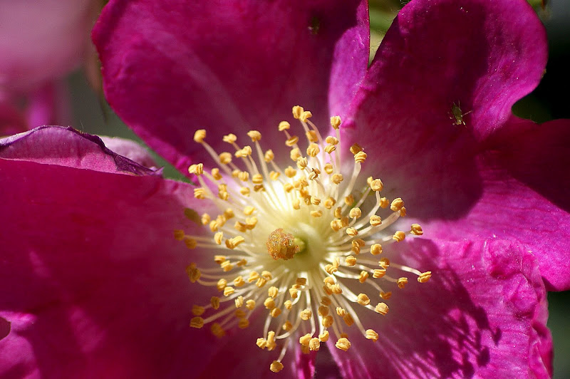 Detalhes de uma rosa
